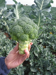 Broccoli Chronos F1