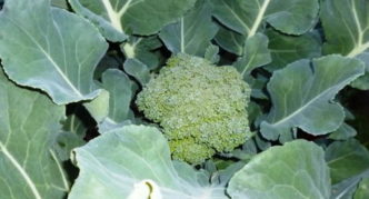 Central head of broccoli cabbage variety Tonus
