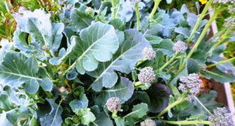 Heads on lateral shoots of broccoli cabbage of Tonus variety in autumn