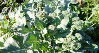 Heads on lateral shoots of Tonus broccoli cabbage at the end of summer