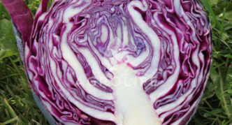 Cabbage Primero