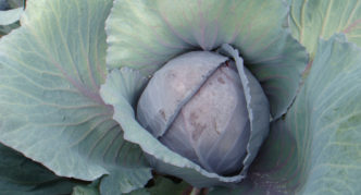 Cabbage Rebol