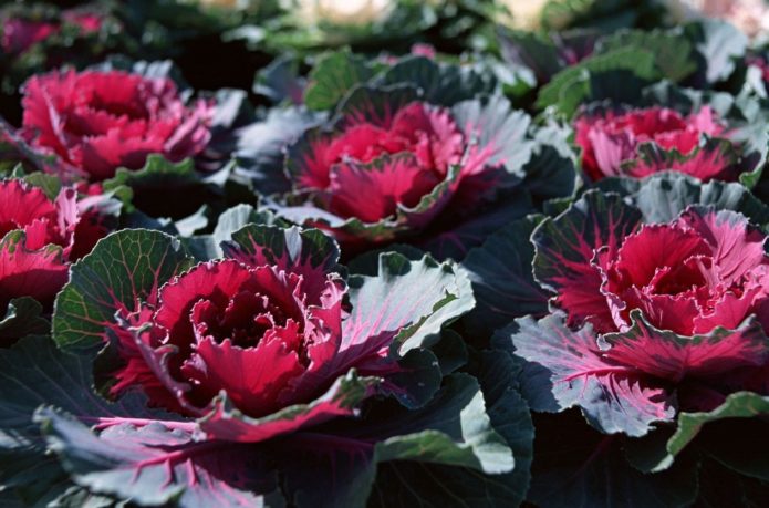 Bicolor ornamental cabbage