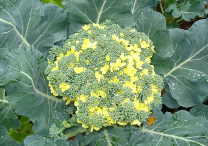 Blooming broccoli