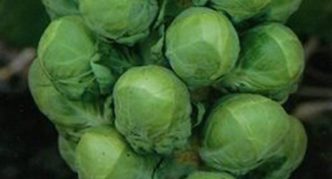 Brussels sprouts Casio