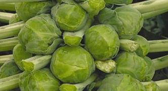 Brussels sprouts Franklin