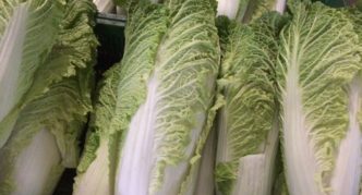 Chinese cabbage Hydra