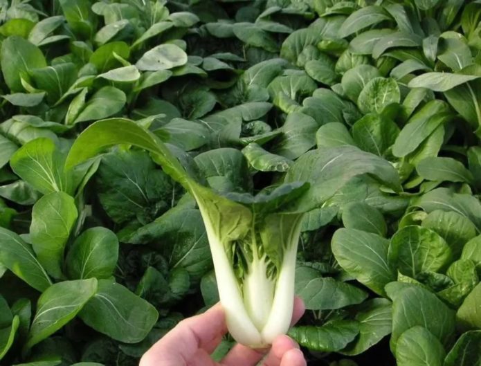 Chinese cabbage rosette