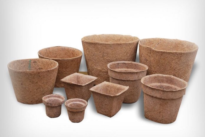 Peat pots for cauliflower seedlings
