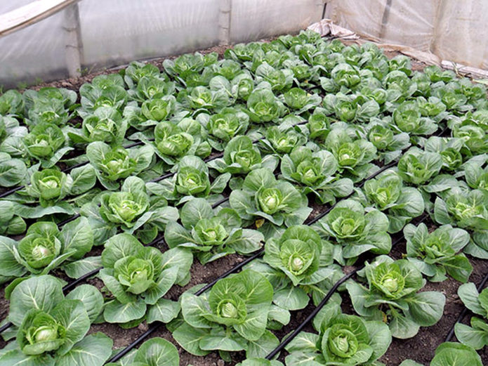 Greenhouse cabbage