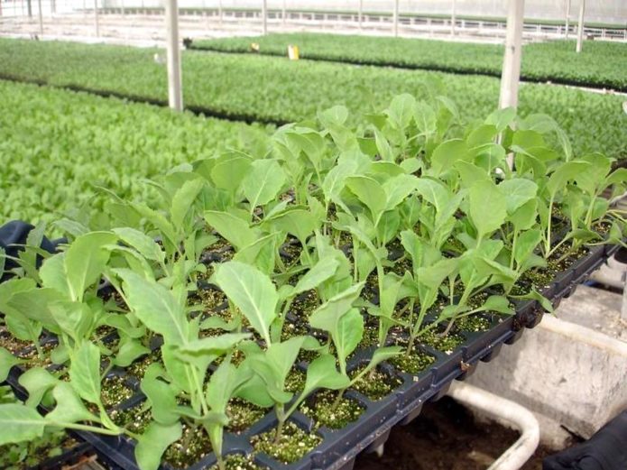 Cassette method of planting cabbage