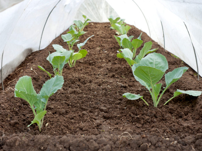 Seedlings of cabbage in a greenhouse