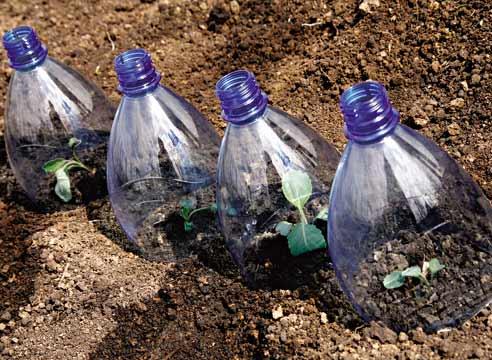 Sowing cabbage under bottles