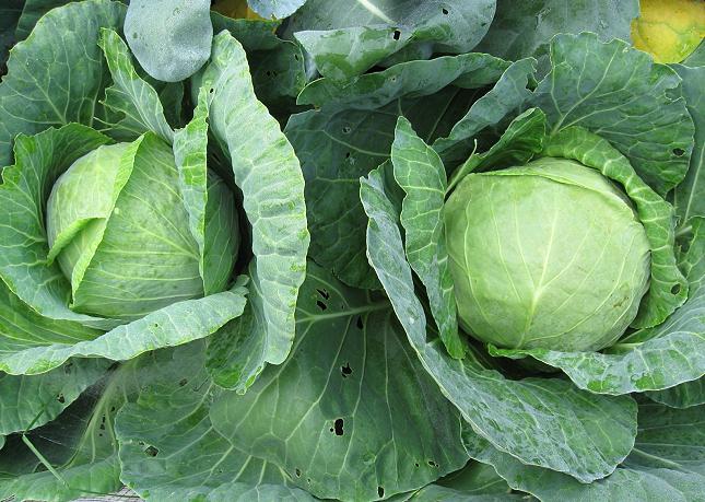 Cabbage grown on fertile land