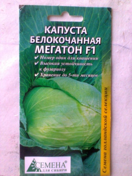 Cabbage Megaton by "Seeds for Siberia"