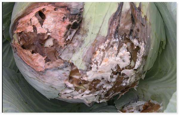 White rot on cabbage