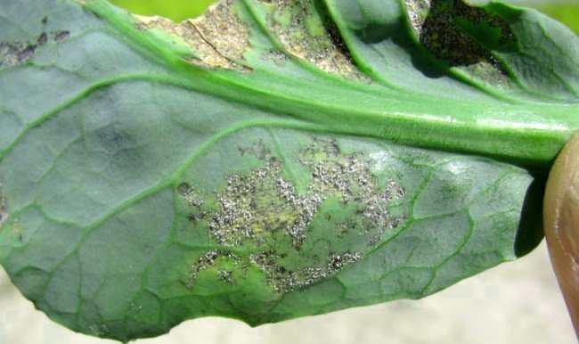 Peronosporosis on cabbage