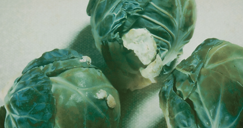 Traces of "white rust" on cabbage