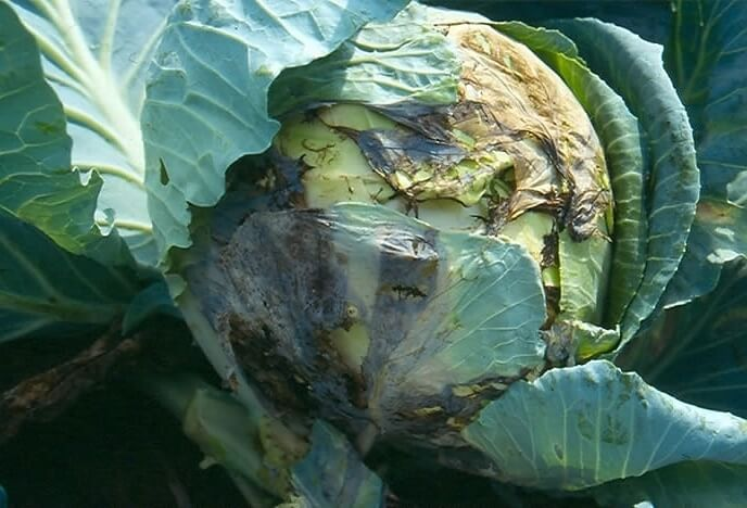 Gray rot on cabbage heads