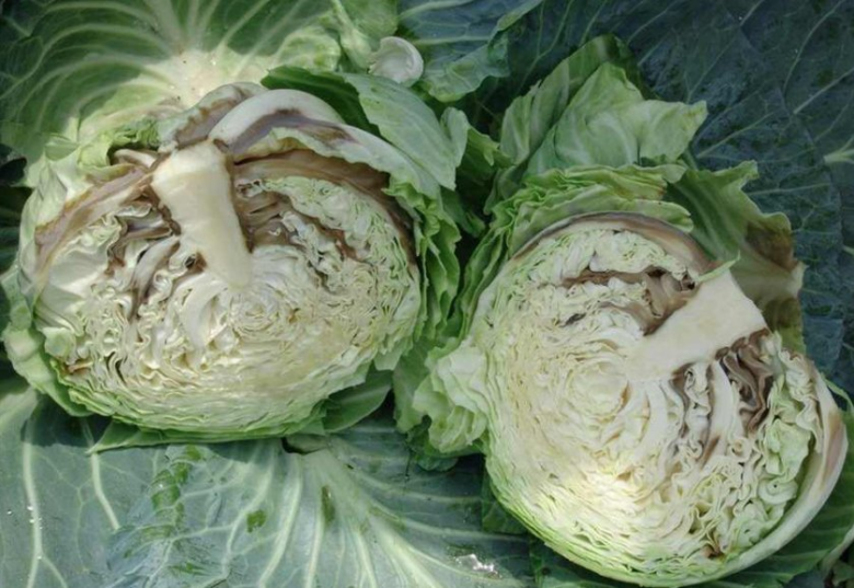 Vascular bacteriosis on cabbage