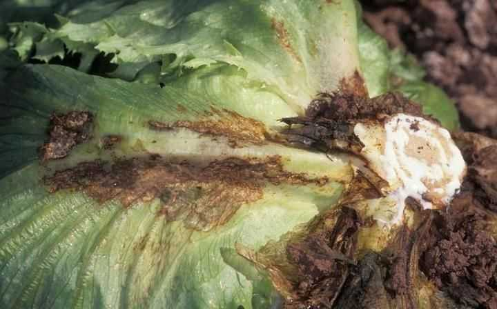 Rhizoctonia on cabbage