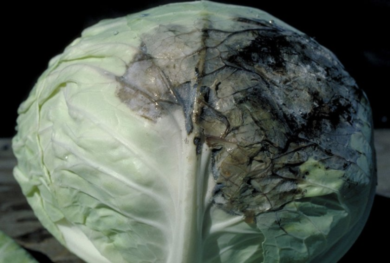 Slimy bacteriosis on cabbage heads