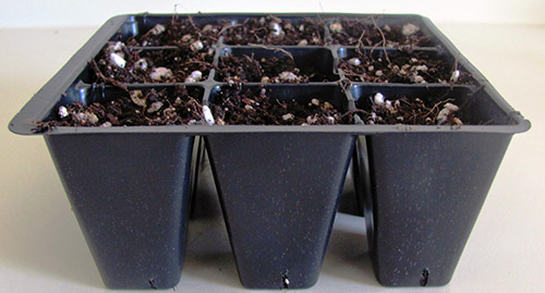 Seedling trays with soil mixture