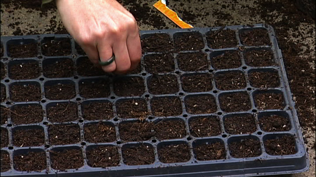 Planting Chinese cabbage seeds in cassettes