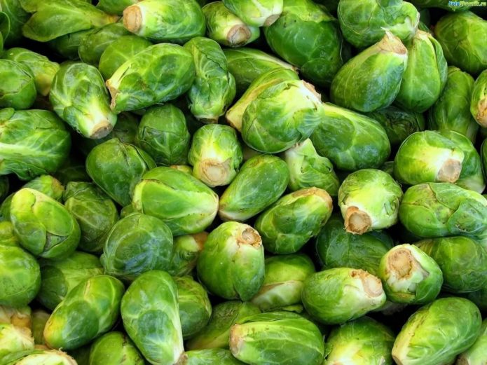Rosella Brussels sprouts variety