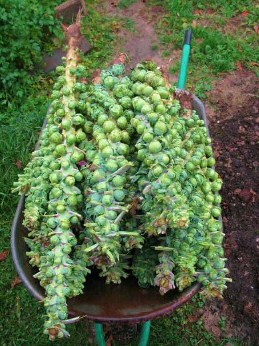 Harvesting Brussels sprouts