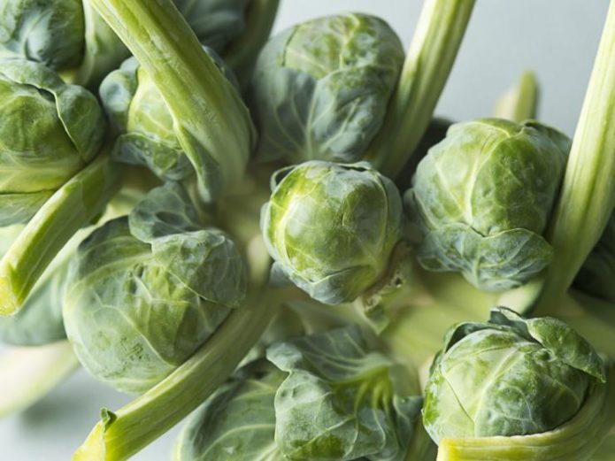 Diablo Brussels sprouts variety