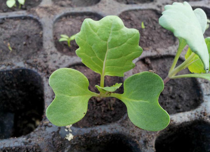 Seedlings of Brussels sprouts