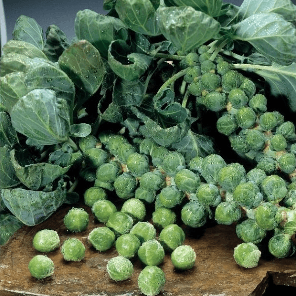 Brussels sprouts variety Brilliant