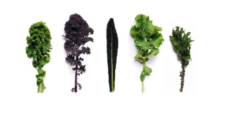 Kale leaves of different varieties