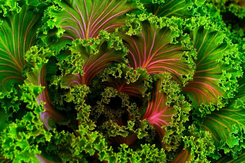 Kale - the cabbage that conquered nutritionists