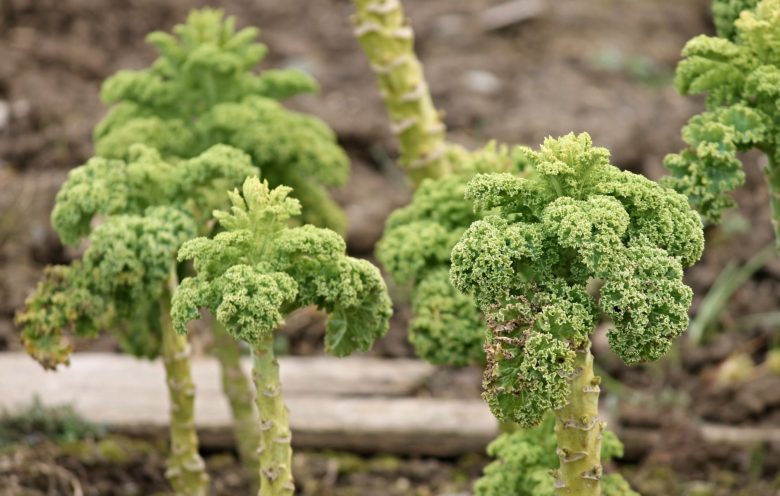 Kale is often used in landscaping