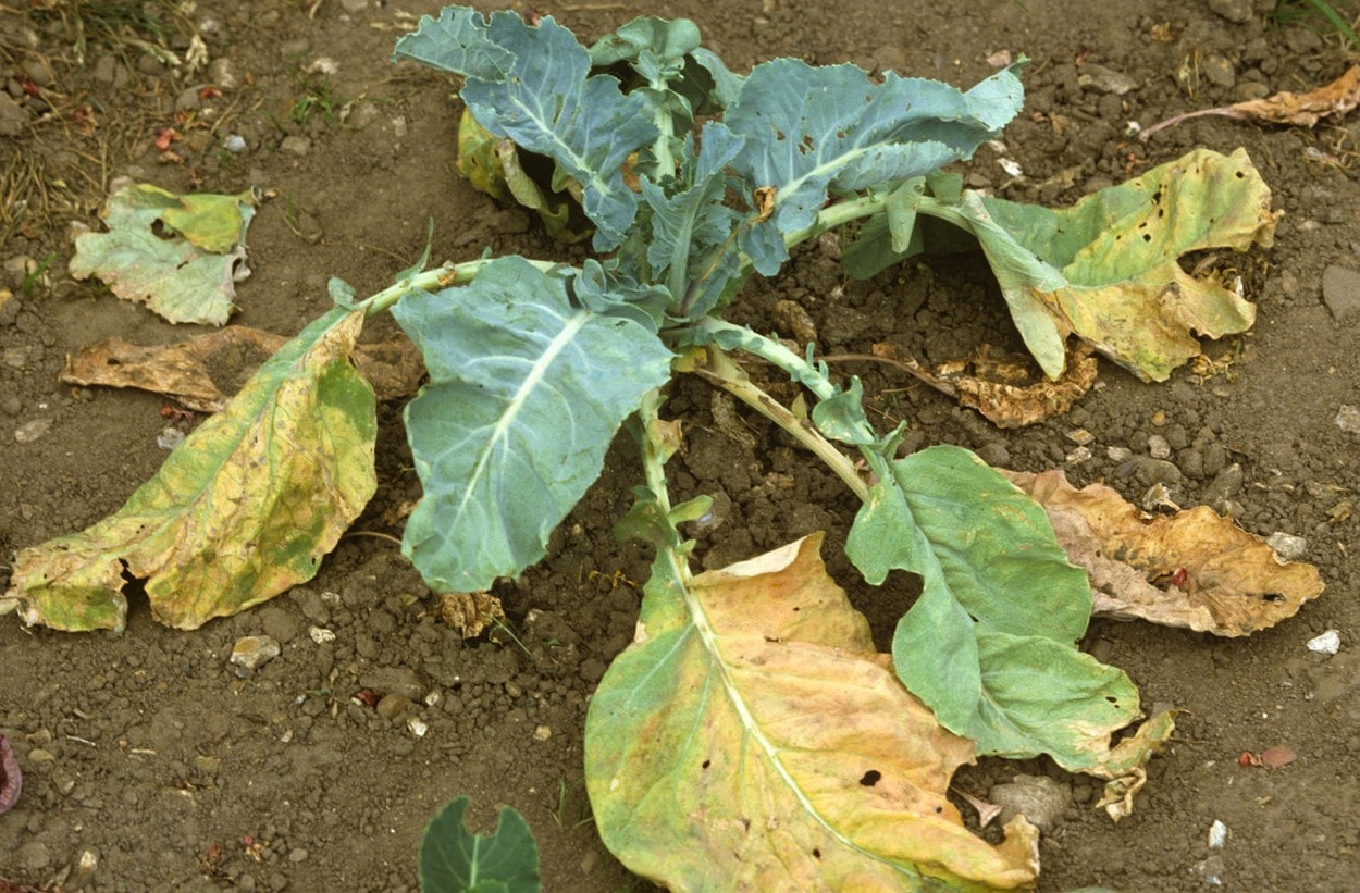 Diseases of cabbage