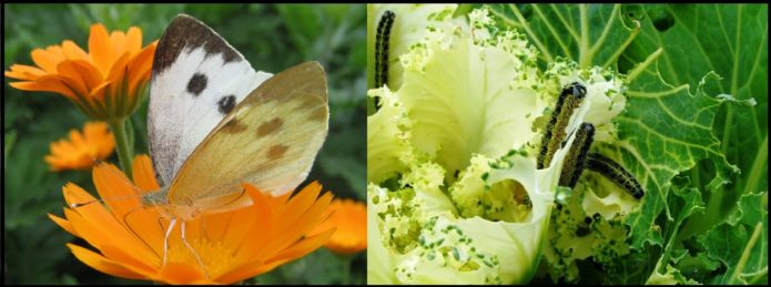 White butterfly, or cabbage