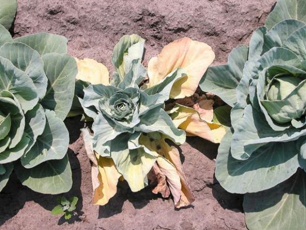 Fusarium wilt of cabbage