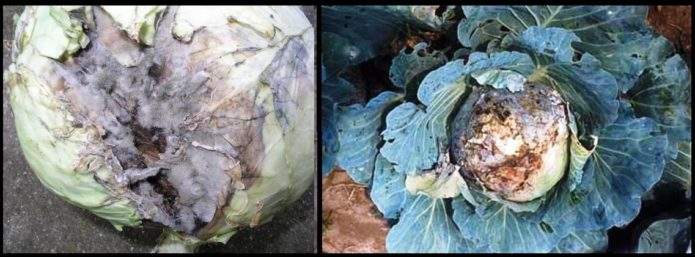 Gray and white rot of cabbage