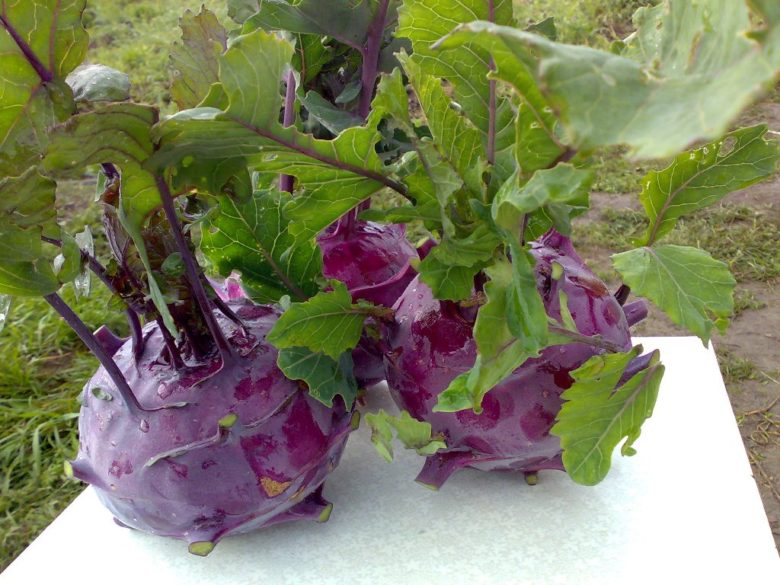 Beautiful "Vienna Kohlrabi" - table decoration and benefits for the body!