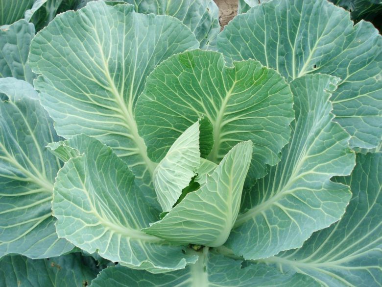 White cabbage is a healthy vegetable in every way