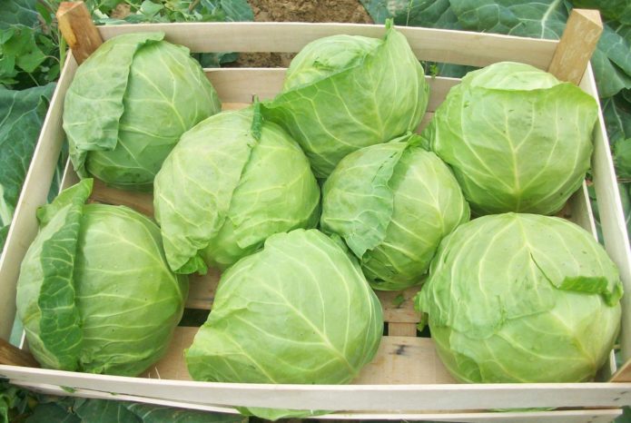 storing cabbage in boxes