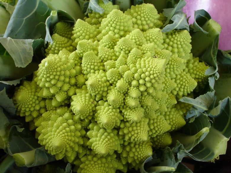Coral cabbage lowers blood sugar