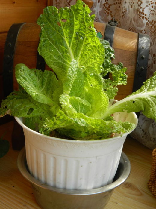 Large pot for Chinese cabbage