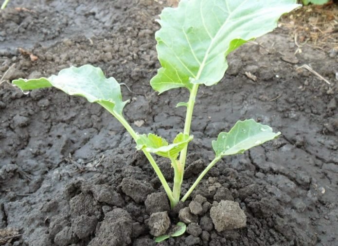 Seedlings of Chinese cabbage in the ground