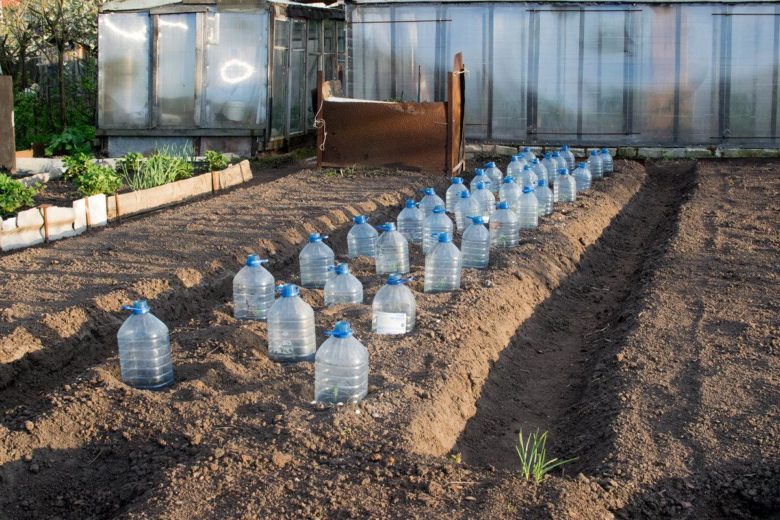 Growing cabbage under plastic bottles