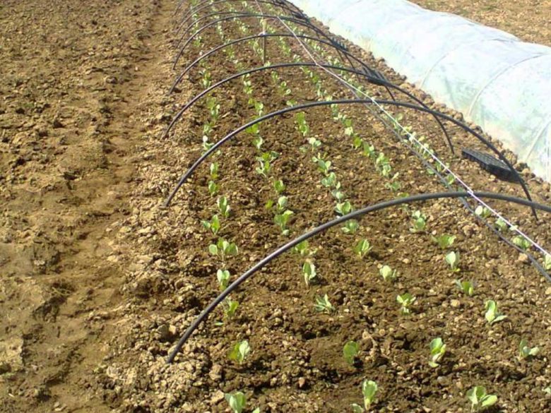 Growing cabbage under film