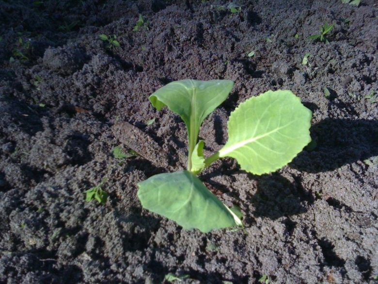 Seedlings of cabbage in the open field