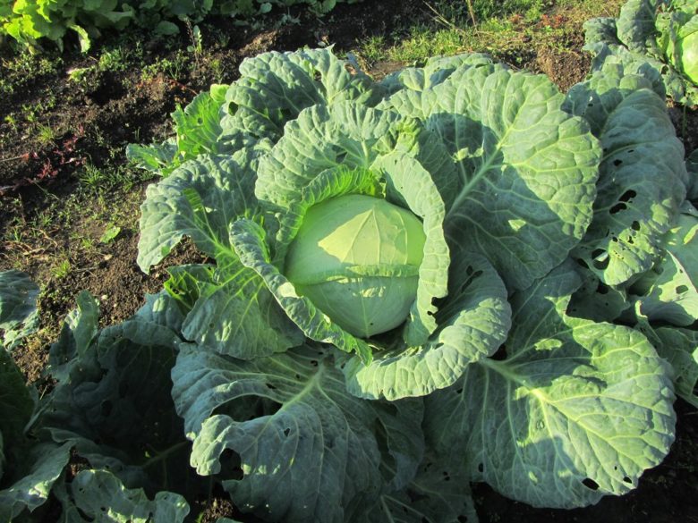 Harm caused by caterpillars and slugs, cabbage